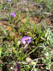 Lotononis complanata