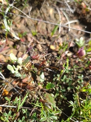 Lotononis complanata