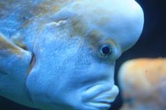 Chrysoblephus gibbiceps