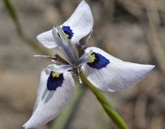 Moraea aristata
