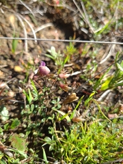 Lotononis complanata