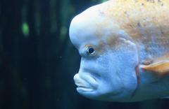 Chrysoblephus gibbiceps