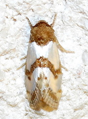 Schinia chrysellus