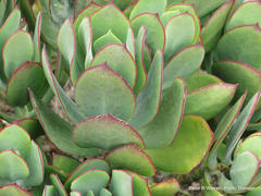 Cotyledon velutina