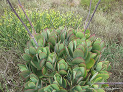 Cotyledon velutina