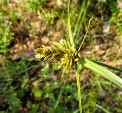 Cyperus fendlerianus