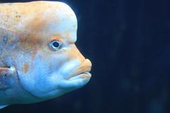 Chrysoblephus gibbiceps