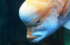 Chrysoblephus gibbiceps