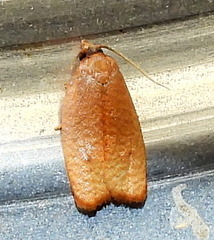 Sparganothis demissana