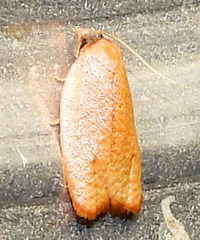 Sparganothis demissana