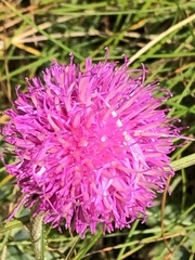 Cirsium pannonicum