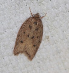Garrha atoecha