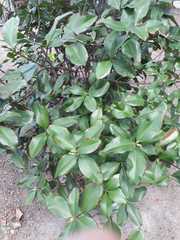 Eugenia brasiliensis