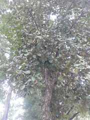 Eugenia brasiliensis