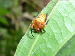 Acusilas malaccensis