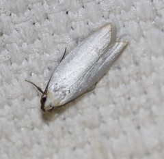 Scieropepla polyxesta