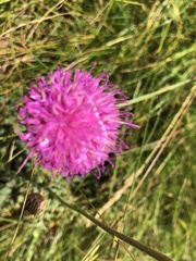 Cirsium pannonicum