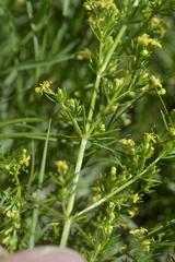 Galium capense capense