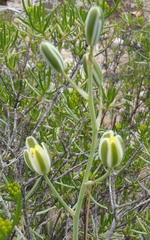 Albuca longipes
