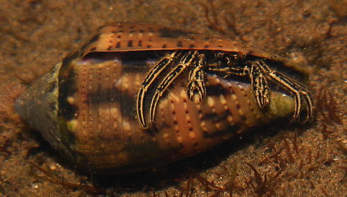 Clibanarius eurysternus