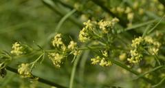 Galium capense capense