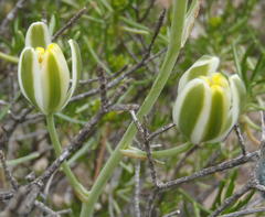 Albuca longipes