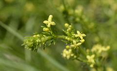Galium capense capense