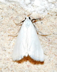 Leptosteges vestaliella