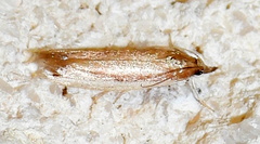 Tampa dimediatella
