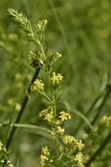 Galium capense capense