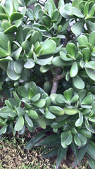 Crassula ovata