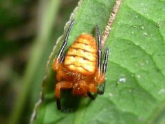 Acusilas malaccensis