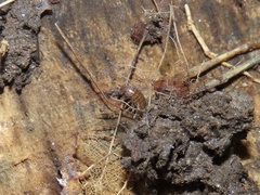 Chaetophiloscia sicula