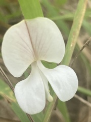Tephrosia spicata