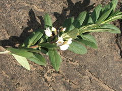 Bowkeria verticillata