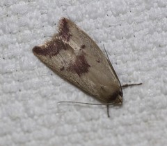 Ageletha elaeodes