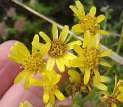 Senecio angulatus