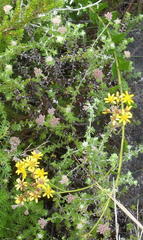 Senecio angulatus