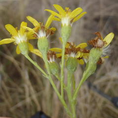 Senecio angulatus