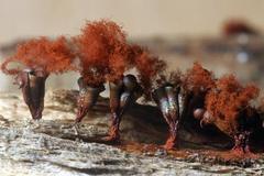 Metatrichia vesparium