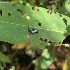 Disonycha pensylvanica