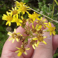Senecio angulatus