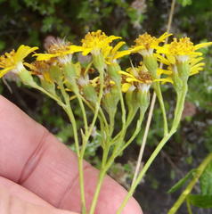 Senecio angulatus