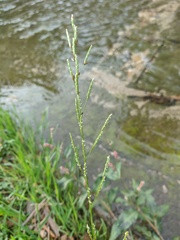 Glyceria notata