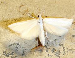 Leptosteges vestaliella