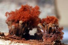Metatrichia vesparium