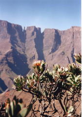 Protea nubigena