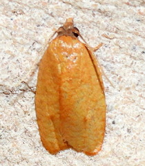 Sparganothis demissana