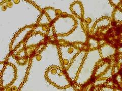Metatrichia vesparium