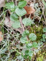 Teucrium pyrenaicum pyrenaicum
